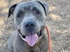 adoptable Dog in Phoenix, AZ named RYAN