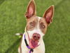 adoptable Dog in Phoenix, AZ named PINBALL