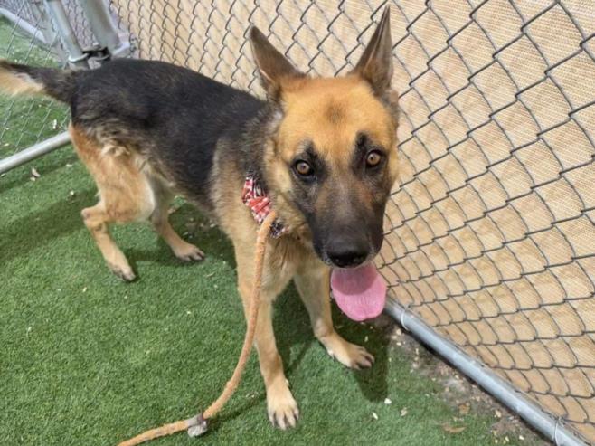 adoptable Dog in Phoenix, AZ named GEO