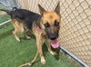 adoptable Dog in Phoenix, AZ named GEO