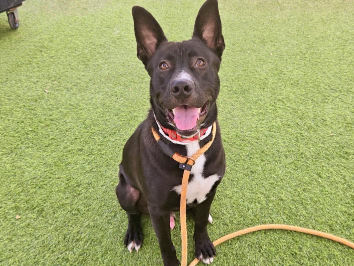 adoptable Dog in Phoenix, AZ named JOHN