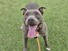 adoptable Dog in Phoenix, AZ named LILAC