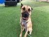 adoptable Dog in Phoenix, AZ named JOHNNY