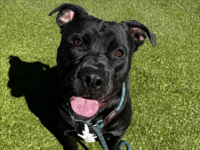 adoptable Dog in Phoenix, AZ named COOPER