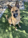 adoptable Dog in Phoenix, AZ named CLETUS