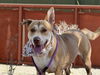 adoptable Dog in phoenix, AZ named GEORGIE