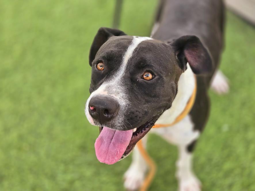 adoptable Dog in Phoenix, AZ named CASSIE