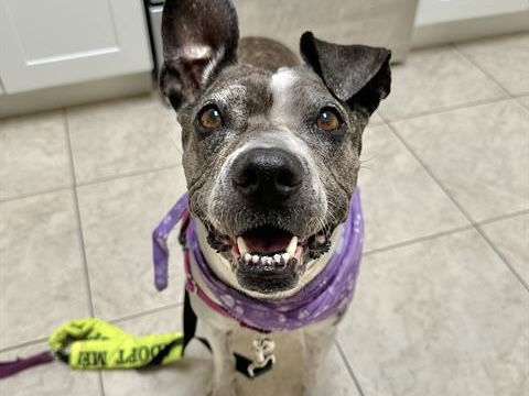 adoptable Dog in Phoenix, AZ named KIMMY