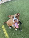 adoptable Dog in Phoenix, AZ named PANCAKE