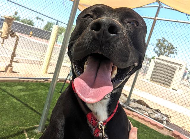 adoptable Dog in Phoenix, AZ named TOKYO