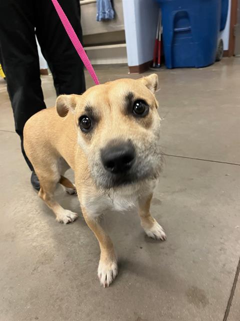 adoptable Dog in Phoenix, AZ named LOUISE