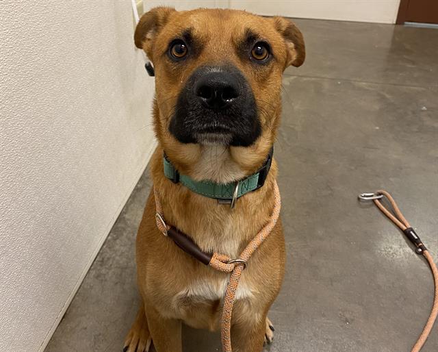 adoptable Dog in Phoenix, AZ named ROGER