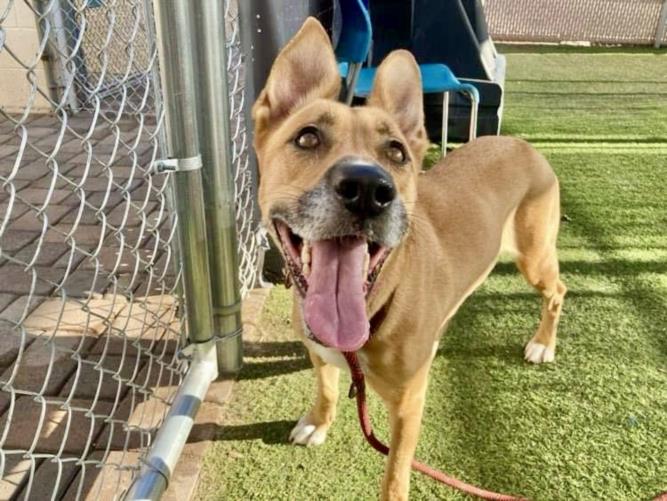 adoptable Dog in Phoenix, AZ named MIMI