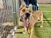 adoptable Dog in phoenix, AZ named MIMI