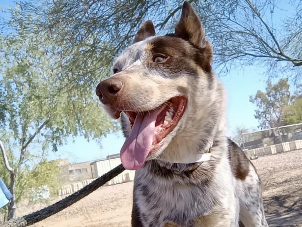 adoptable Dog in Phoenix, AZ named COZMO