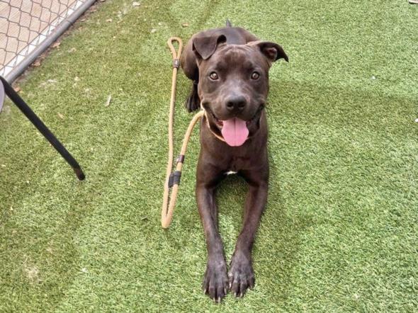 adoptable Dog in Phoenix, AZ named JAMES