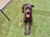 adoptable Dog in , AZ named JAMES