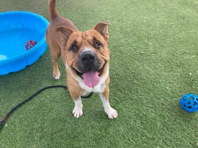 adoptable Dog in Phoenix, AZ named HOPPER