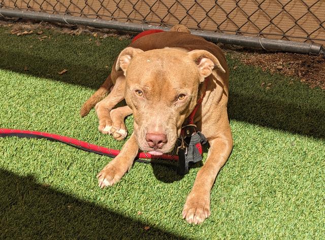 adoptable Dog in Phoenix, AZ named MANNY