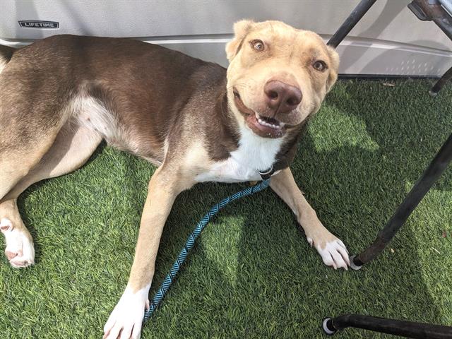 adoptable Dog in Phoenix, AZ named GINGER