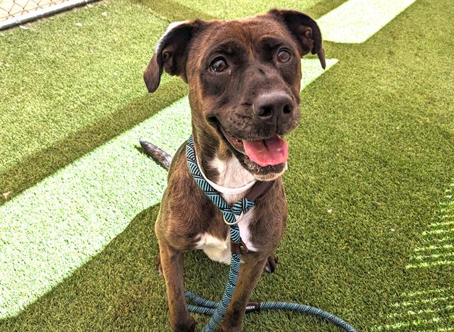 adoptable Dog in Phoenix, AZ named TIARA