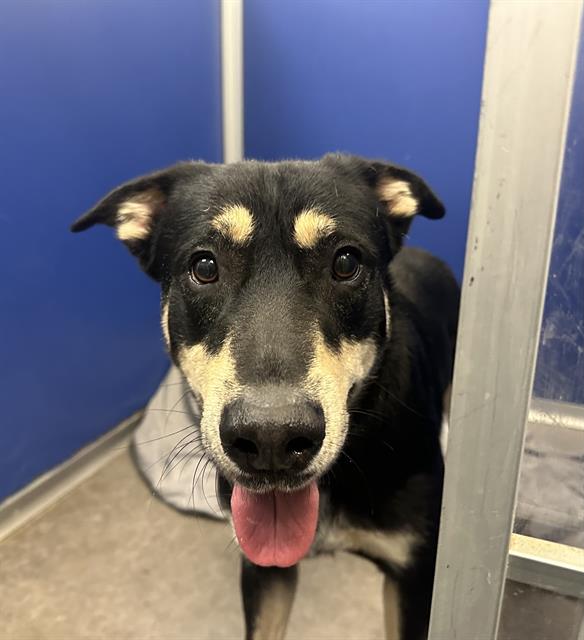 adoptable Dog in Phoenix, AZ named MOONEY