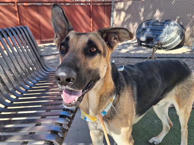 adoptable Dog in Phoenix, AZ named OLLIE