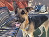 adoptable Dog in phoenix, AZ named OLLIE