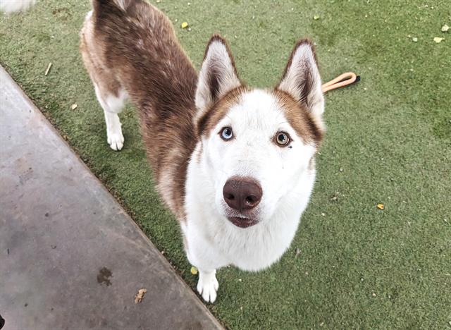 adoptable Dog in Phoenix, AZ named TOGO