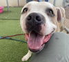 adoptable Dog in , AZ named MAGNUM P.I.