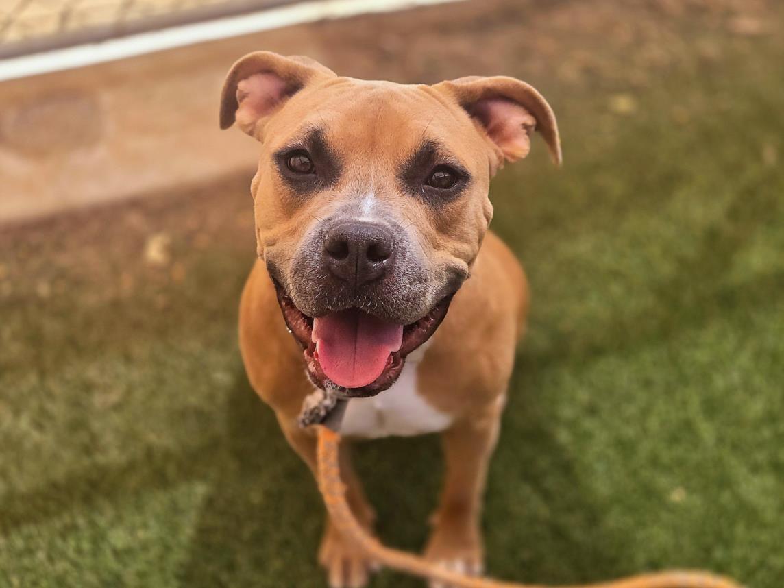 adoptable Dog in Phoenix, AZ named FIONA