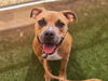 adoptable Dog in , AZ named FIONA