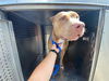 adoptable Dog in , AZ named CORALINE