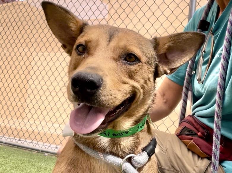 adoptable Dog in Phoenix, AZ named LEVI