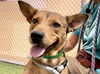 adoptable Dog in , AZ named LEVI