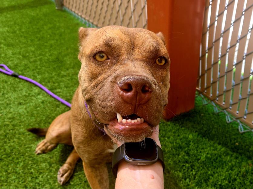 adoptable Dog in Phoenix, AZ named FRANNY