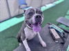 adoptable Dog in , AZ named CONNOR