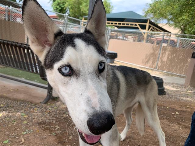 adoptable Dog in Phoenix, AZ named RAIN