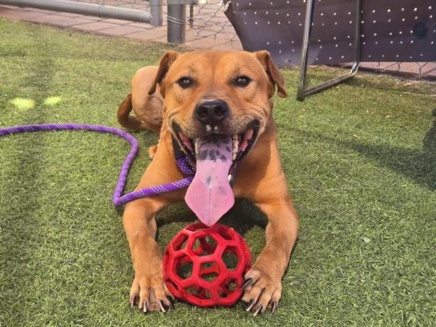 adoptable Dog in Phoenix, AZ named AJ