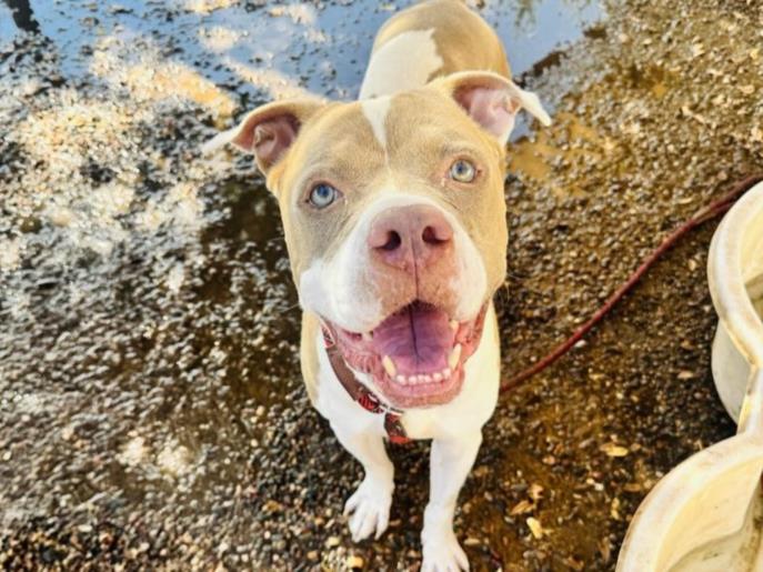 adoptable Dog in Phoenix, AZ named AL PAWCHINO