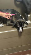 adoptable Dog in , AZ named BESSIE