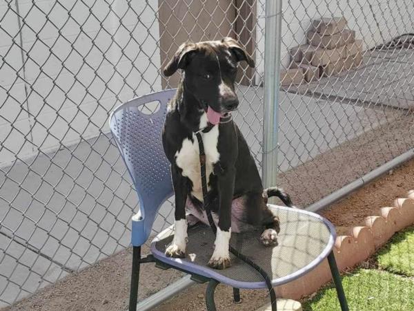 adoptable Dog in Phoenix, AZ named BESSIE