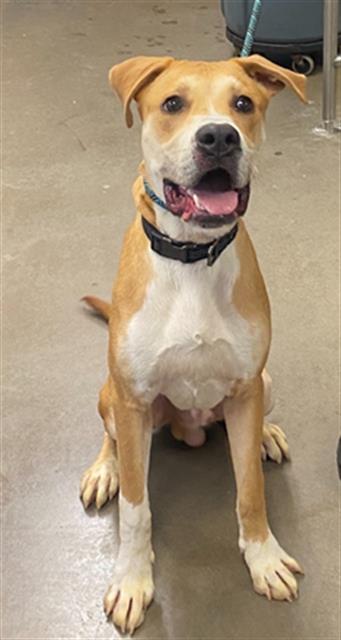 adoptable Dog in Phoenix, AZ named BIGWIG