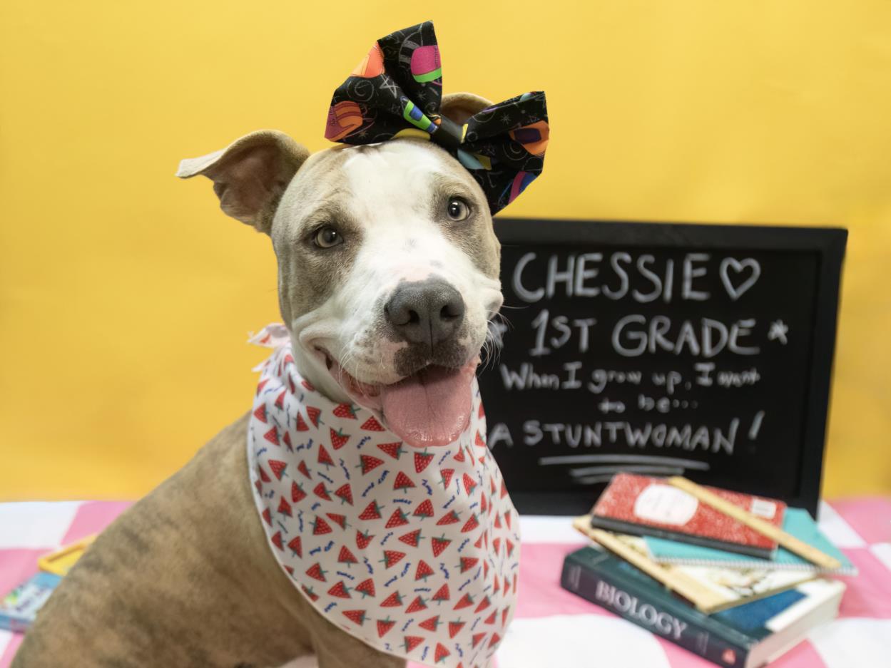 adoptable Dog in Phoenix, AZ named CHESSIE