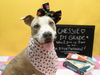 adoptable Dog in , AZ named CHESSIE