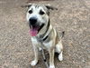 adoptable Dog in , AZ named RUFUS