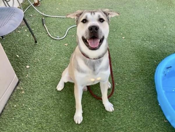 adoptable Dog in Phoenix, AZ named RUFUS