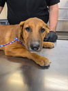 adoptable Dog in , AZ named VELMA