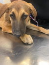 adoptable Dog in , AZ named DAPHNE