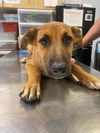 adoptable Dog in , AZ named SHAGGY